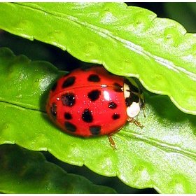 Show details of 1500 Live LadyBugs.